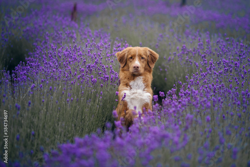 dog on the lavender field. Happy pet in flowers. Nova Scotia Duck Tolling Retriever on nature