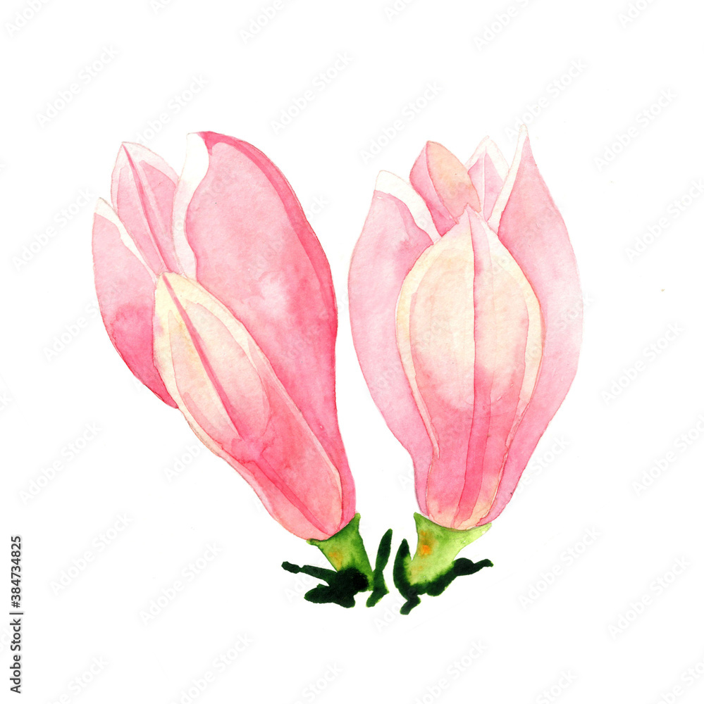 Magnolia-spring-flower Magnolia-spring-flower
