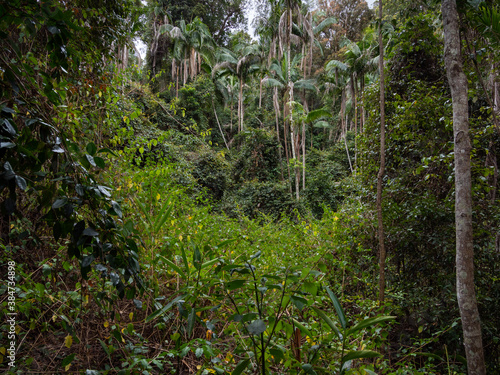 Rainforest View with Palm Trees