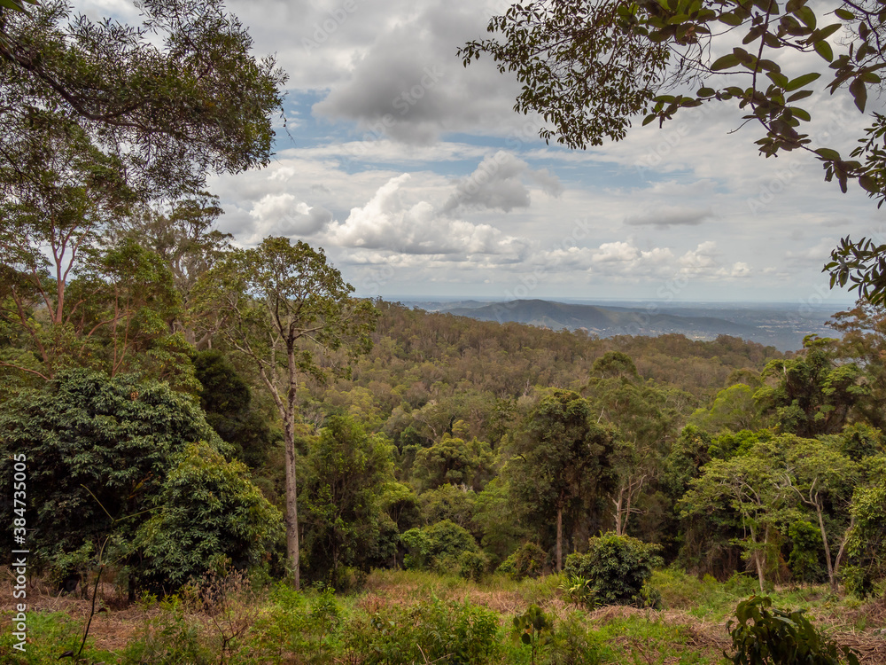 Obraz premium View Through Rainforest to Distant Hills