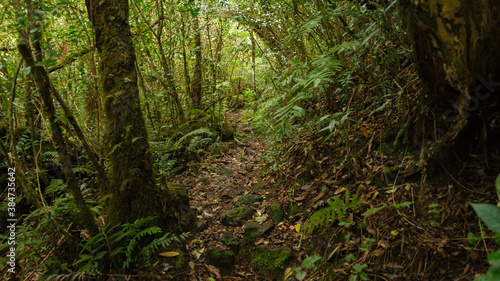 In the woods of the Jungle, Reunion Island