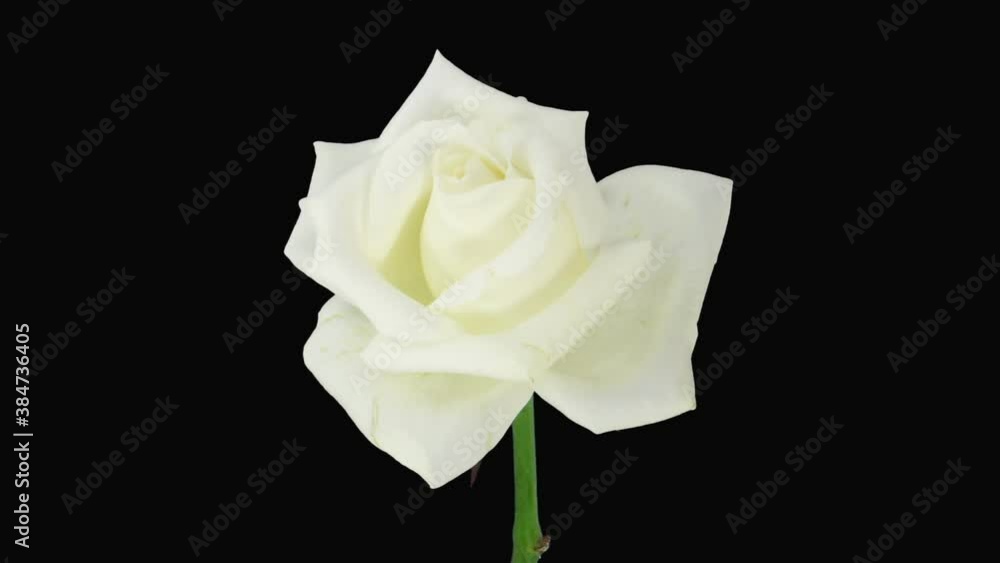 Time-lapse of dying white Akito rose 2x4 in RGB + ALPHA matte format isolated on black background
Time-lapse of dying white Akito rose 2x4 in RGB + ALPHA matte format isolated on black background