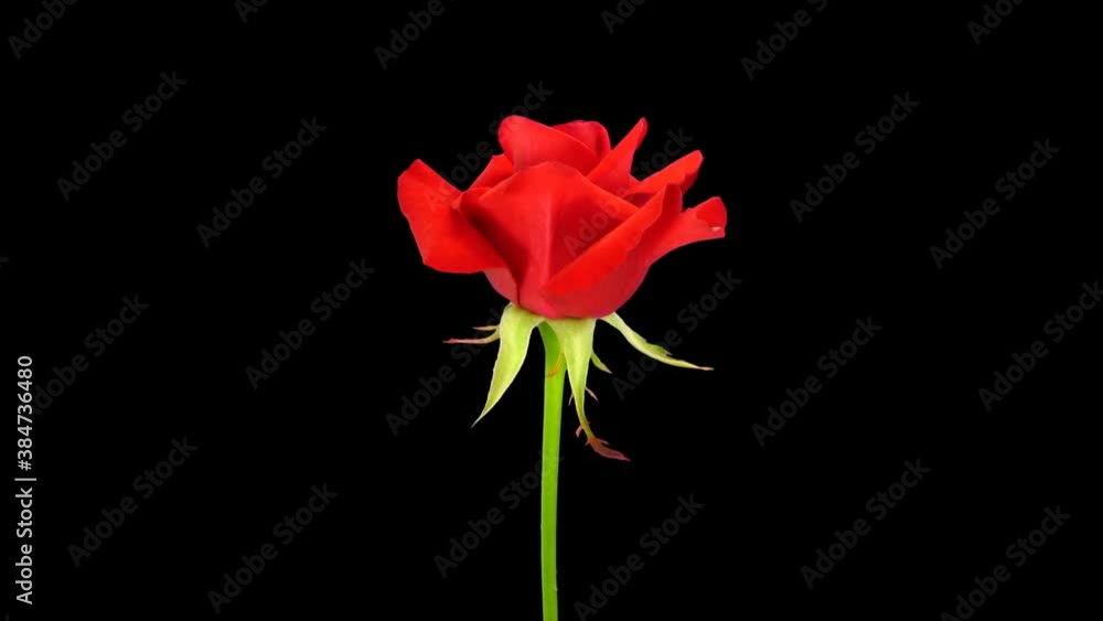 Time-lapse of opening red Kardinal rose 2x2 in PNG+ format with ALPHA transparency channel isolated on black background
Time-lapse of opening red Kardinal rose 2x2 in PNG+ format with ALPHA transparency channel isolated on black background
