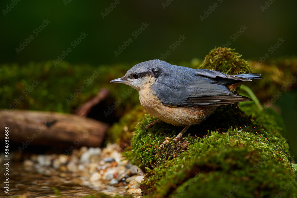 Naklejka premium Eurasian nuthatch in natural environment, Danube forest, Slovakia, Europe