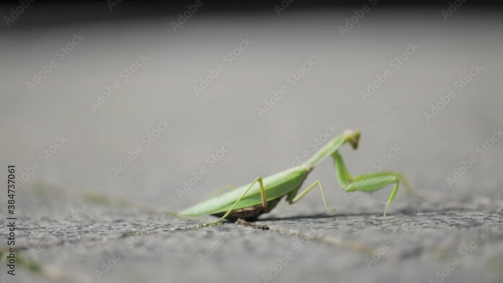 Mantis on a neutral background, close-up Mantis on a neutral background, close-up