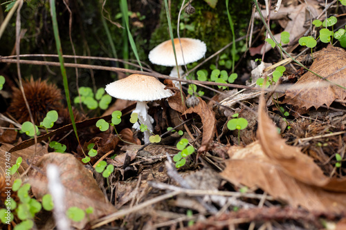 mushrooms growing in forest with dry leaves