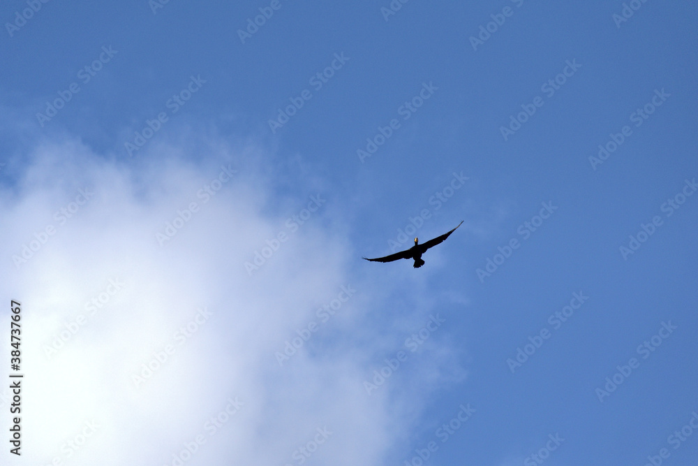 Flying great cormorant : Phalacrocorax carbo.
