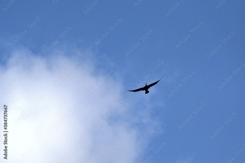 Flying great cormorant : Phalacrocorax carbo.
Flying great cormorant : Phalacrocorax carbo.