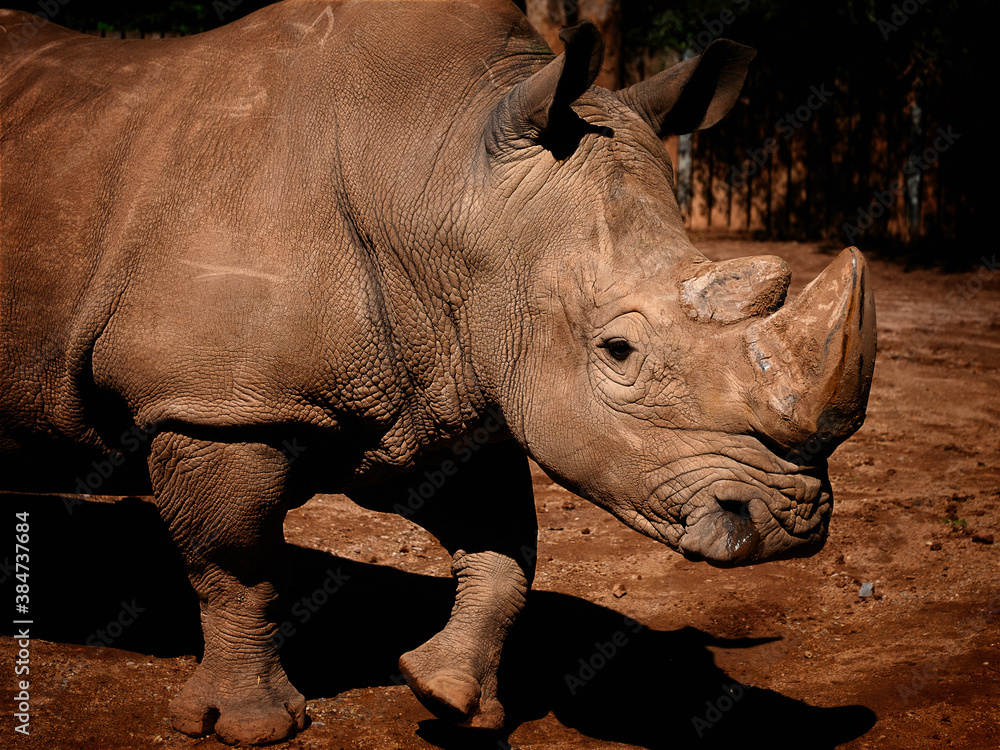 Fototapeta premium Breitmaul Nashorn