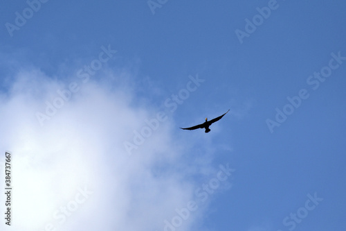 Flying great cormorant : Phalacrocorax carbo. 