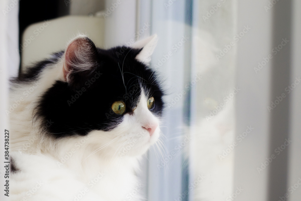 Chat noir et blanc derrière une fenêtre