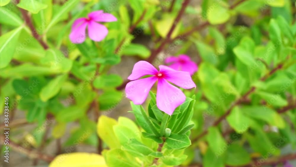 The Madagascar periwinkle flowers or (Catharanthus roseus) blow in the wind with the blurry background, footage. The Madagascar periwinkle flowers or (Catharanthus roseus) blow in the wind with the blurry background, footage.