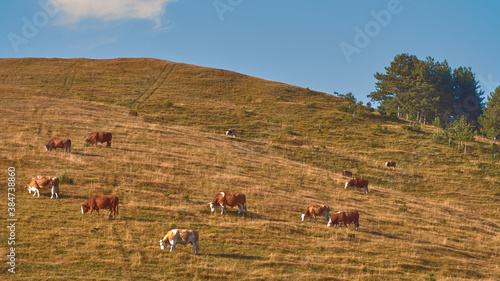 Cuadro en lienzo Herd of cows is grazing on pastureland hill slope