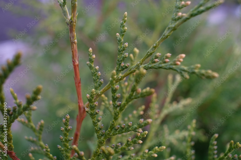 Cypress branch close up with leaves