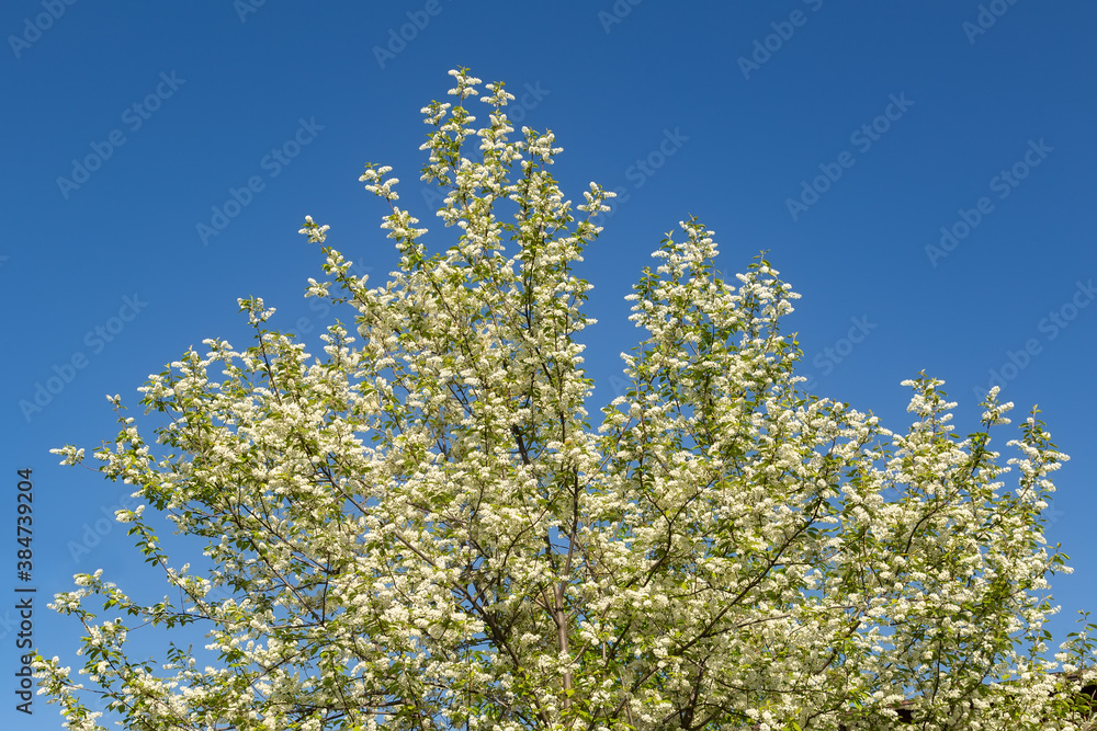 Blooming bird cherry in spring Blooming bird cherry in spring