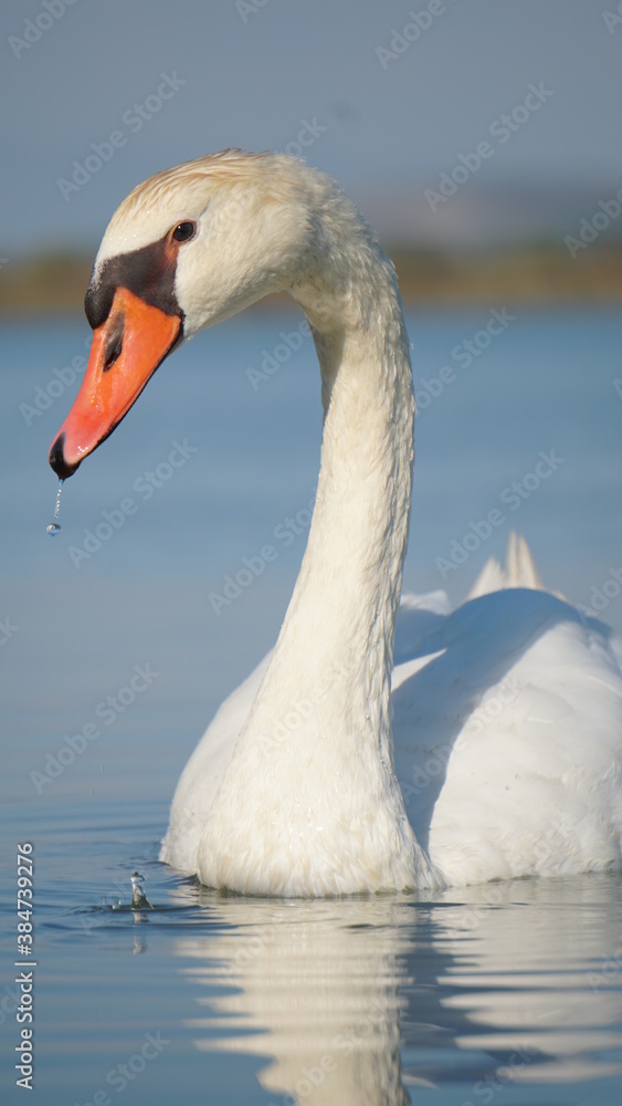 Fototapeta premium swan on the water