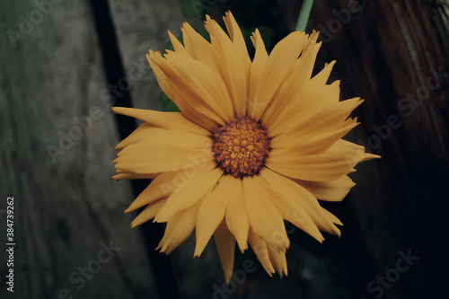 yellow flower on a wooden background