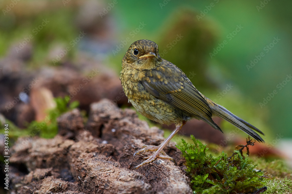 Obraz premium European robin in natural environment, Danube forest, Slovakia, Europe