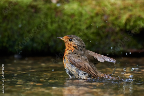 European robin in natural environment, Danube forest, Slovakia, Europe © Tom