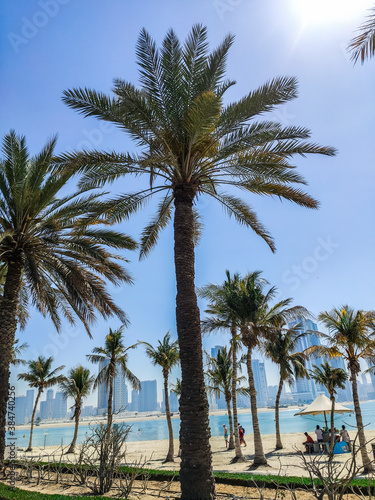 palm trees on the beach