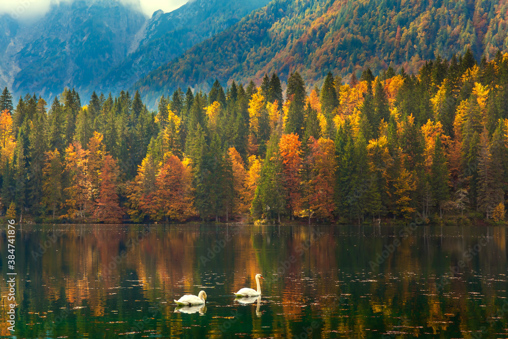 Pair of white swans on the water