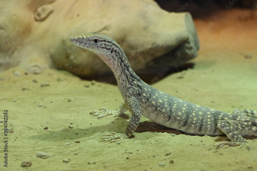 lizard on the ground with blur background lizard on the ground with blur background