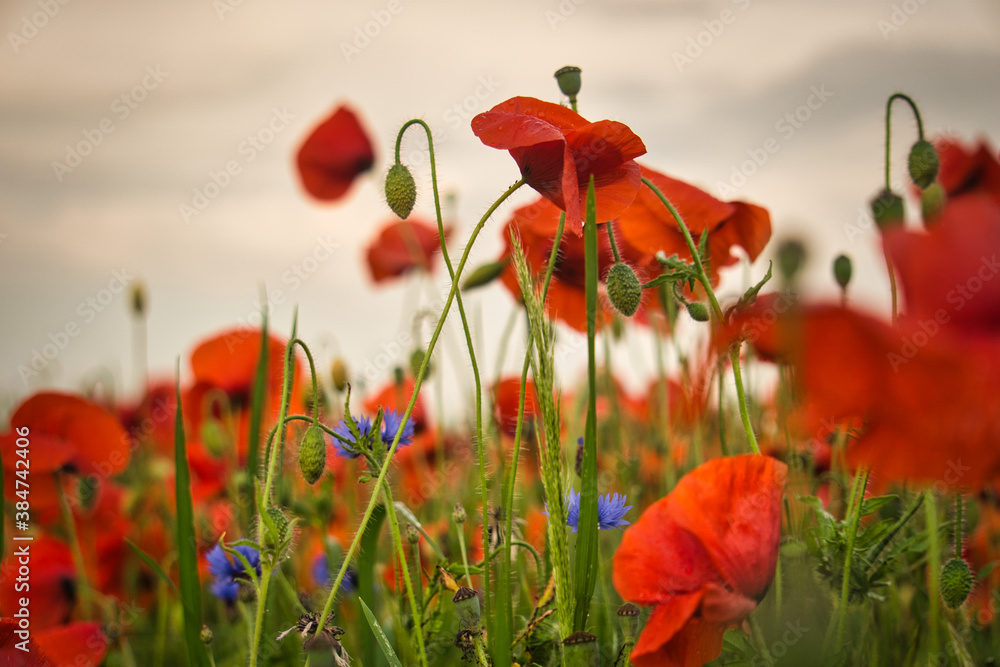 Obraz Poppy field in Spring with red poppy flowers