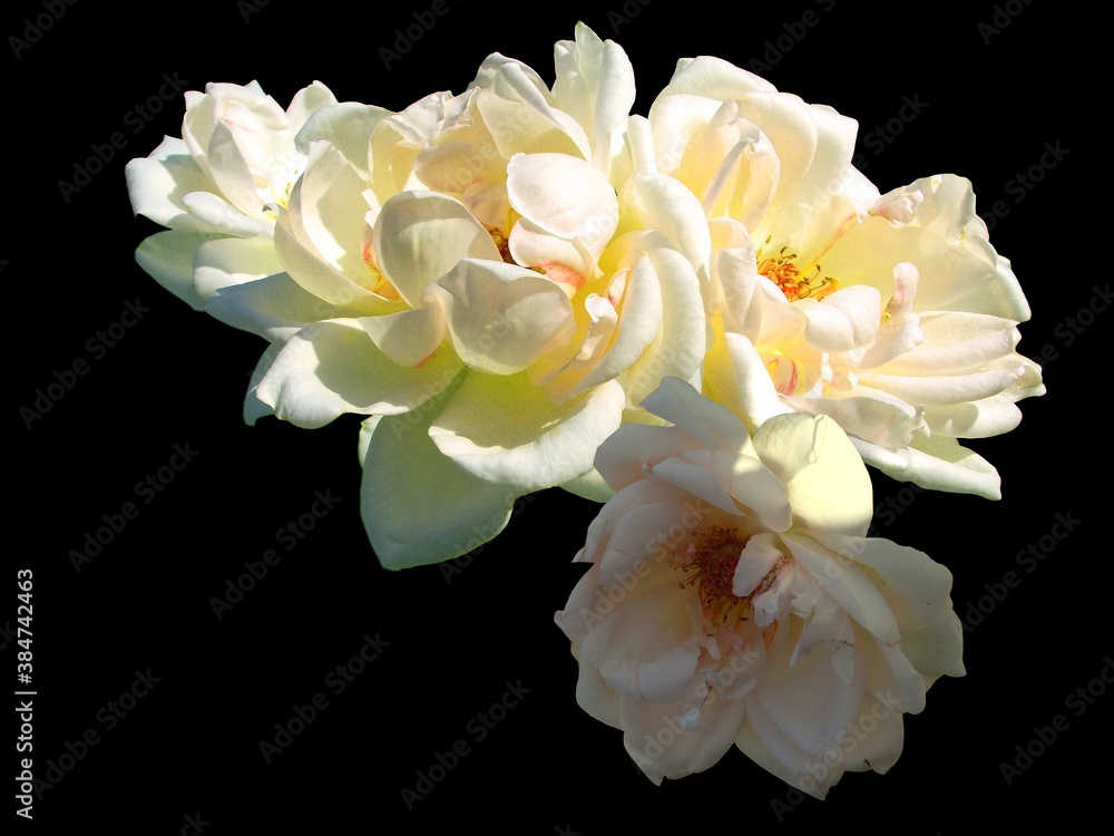 white rose flowers isolated on black background white rose flowers isolated on black background