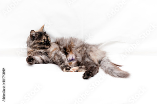 adorable tabby cat looking away and lying on white blanket at home