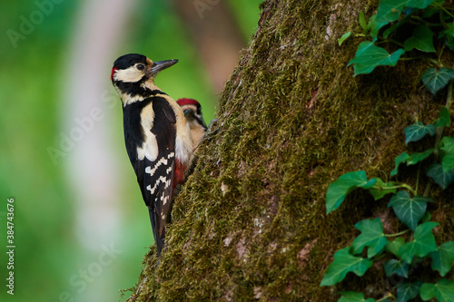 Great spotted woodpecker ,,dendrocops major,, sitting in deep forest, Slovakia, Europe photo