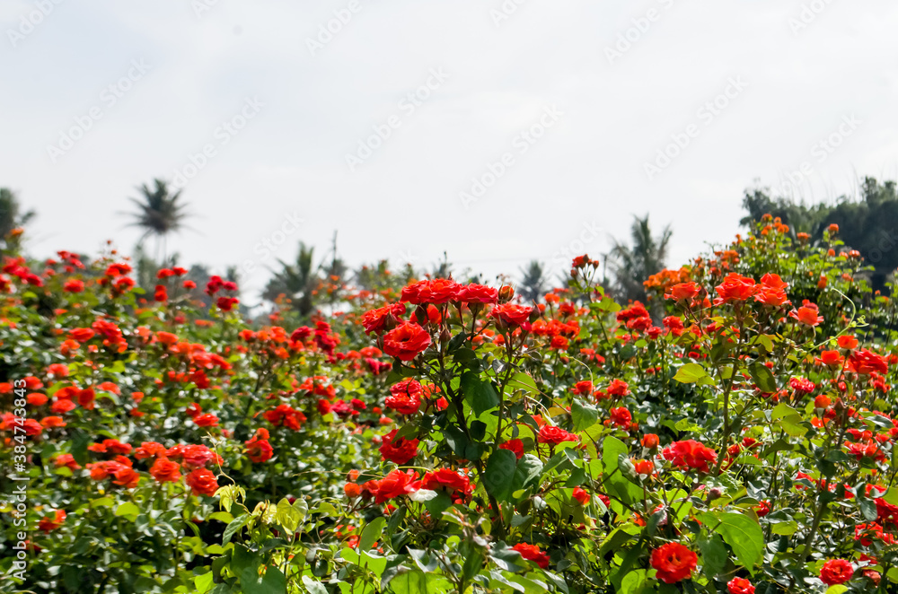 Rose field beautiful roses are there at plant area this flowers are planting for selling purpose because in this days flowers are on-demand globally. Rose field beautiful roses are there at plant area this flowers are planting for selling purpose because in this days flowers are on-demand globally.