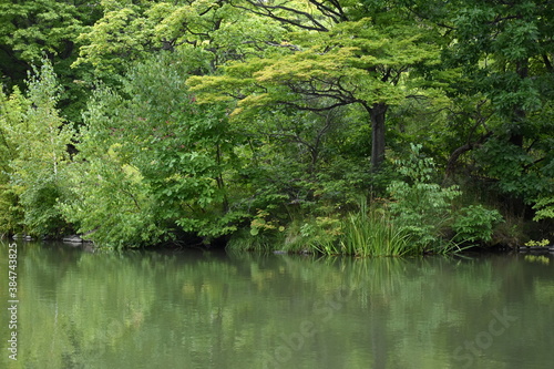 The beautiful green forest with the water surface in Sapporo Japan