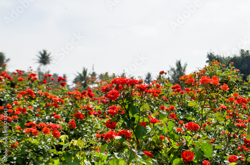 Fototapeta Naklejka Na Ścianę i Meble -  Rose field beautiful roses are there at plant area this flowers are planting for selling purpose because in this days flowers are on-demand globally.   