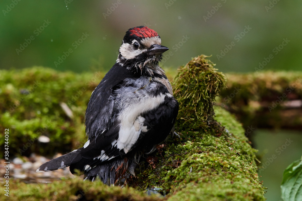 Fototapeta premium Great spotted woodpecker ,,dendrocops major,, sitting in deep forest, Slovakia, Europe