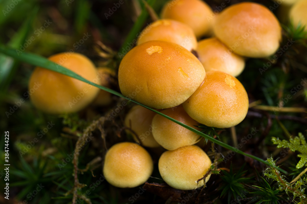 mushroom in the forest mushroom in the forest