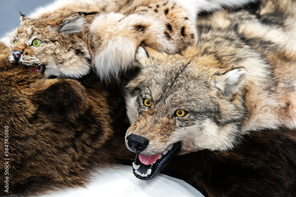 Obraz premium Stuffed Wolf Head. Muzzle of an animal with open mouth. Close-up