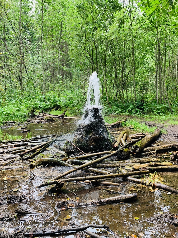 Obraz premium river in the forest