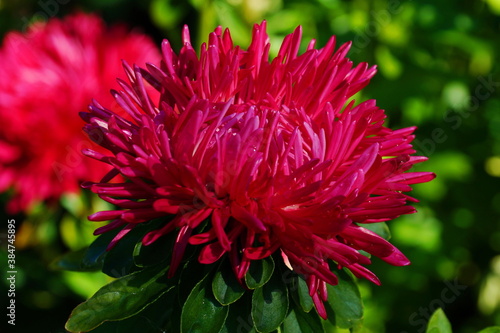 Very beautiful bright red aster. It is summer. The background is green.