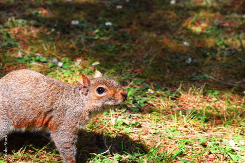 squirrel in the forest