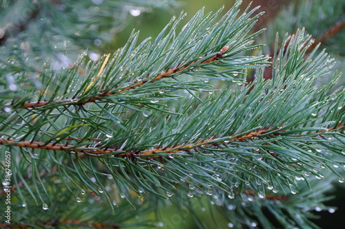 The branches of the pine trees in raindrops. In the northern forests.