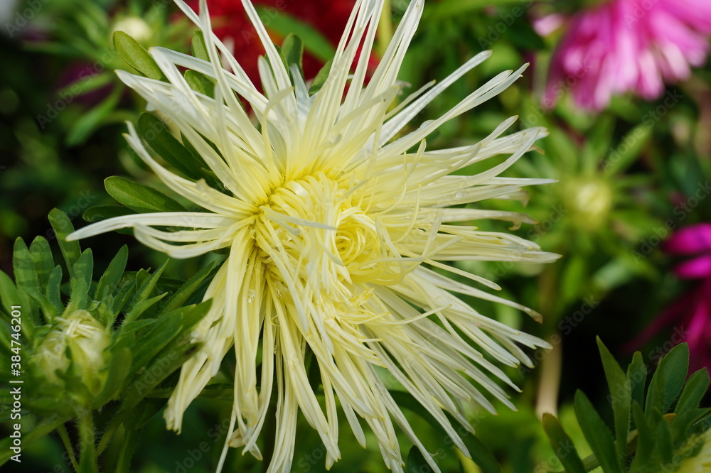 Aster flower is bright yellow. The background is green. It is summer.