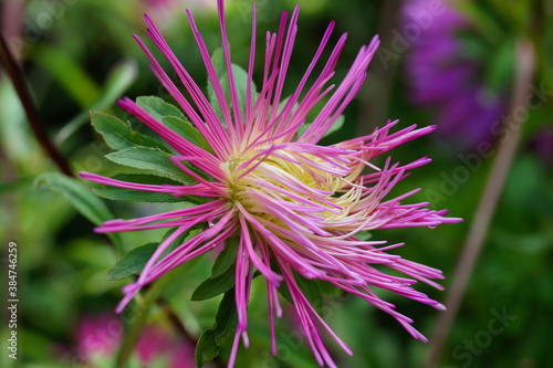 Nice pink Aster flower. The background is green. It is summer.