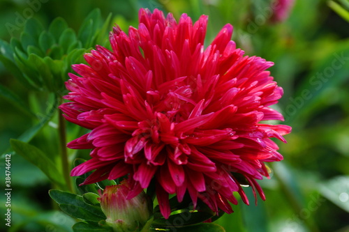 Beautiful red Aster flower. The background is green. 