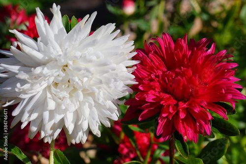 Aster flowers are white and red. The background is green.