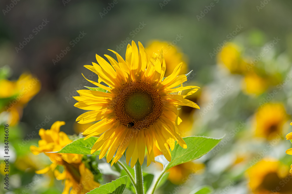 Detailed view of a sunflower flower, yellow and orange colored flower Detailed view of a sunflower flower, yellow and orange colored flower
