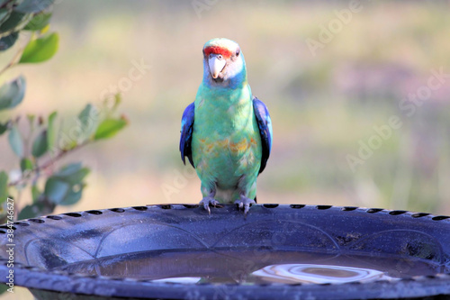 Wild Mallee Ringneck (Barnardius zonarius barnardi) at birdbath, South Australia photo