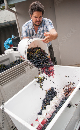 Australian/Argentinian winemaker adding Tempranillo grapes to a crusher/destemerr at a small wine processing facility near Hahndorf in the Adelaide Hills of South Australia