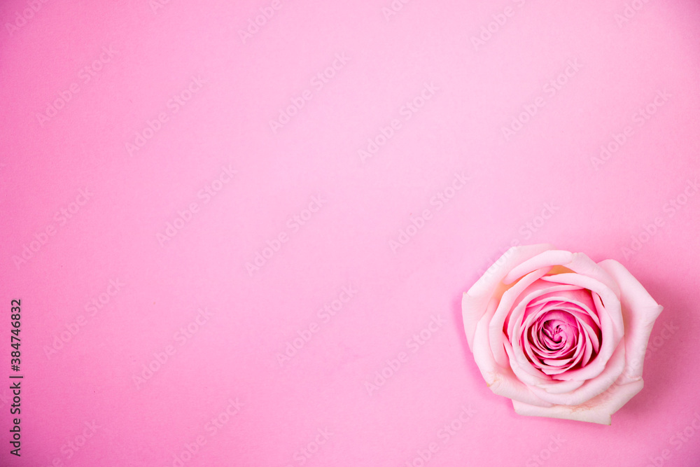 beautiful roses on the Romantic pink background
beautiful roses on the Romantic pink background