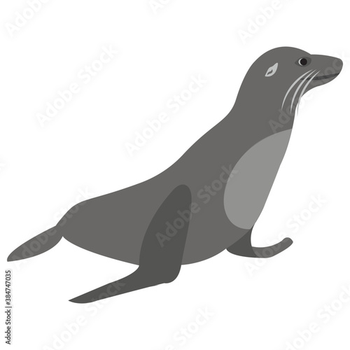 
A sea animal with legs, elephant seal 

