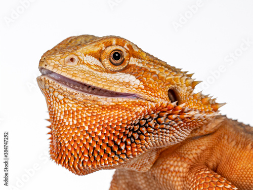 Head shit of young adult orange Bearded Dragon aka Pogona Vitticeps from the side. Isolated on white background.